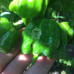 Trinidad 7Pot Primo Yellow Chilli Seeds