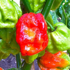 Trinidad 7Pot Red Chilli Seeds