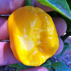 Trinidad 7Pot Yellow Chilli Seeds
