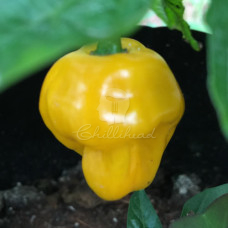 Trinidad Perfume Chilli Seeds