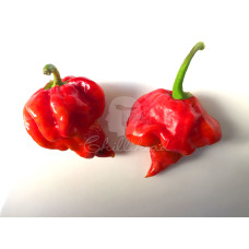 Trinidad Scorpion ButchT Chilli Seeds