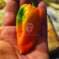 Trinidad Scorpion ButchT X Bhut Jolokia Chilli Seeds