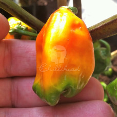 Trinidad Scorpion CARDI Yellow X Bhut Jolokia Chilli Seeds