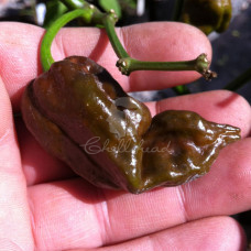 Trinidad Scorpion Chocolate Chilli Seeds