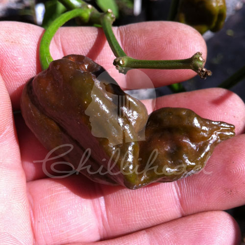 Trinidad Scorpion Chocolate Chilli Seeds