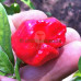 Trinidad Scorpion Moruga Red Chilli Seeds