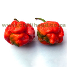 Trinidad Scorpion Moruga Red (Secluded) Chilli Seeds
