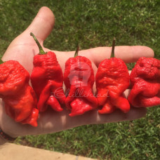 Trinidad Scorpion X Chilli Seeds