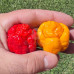 Trinidad Scorpion Moruga Chilli Seeds Bundle