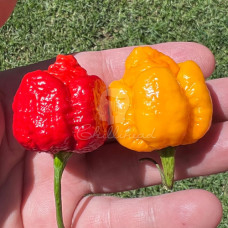 Trinidad Scorpion Moruga Chilli Seeds Bundle