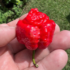 Trinidad Scorpion Moruga Red Chilli Seeds
