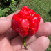Trinidad Scorpion Moruga Chilli Seeds Bundle
