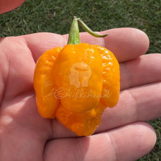 Trinidad Scorpion Moruga Yellow Chilli Seeds