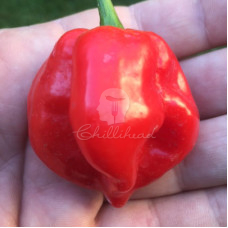 West Indies Red Chilli Seeds