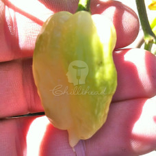 White Naga Chilli Seeds