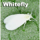 Whitefly Whitefly