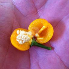 Wild Brazil Chilli Seeds