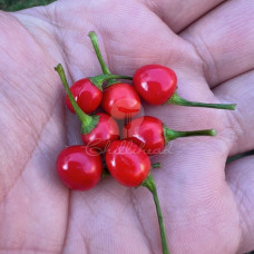 Wiri Wiri Chilli Seeds