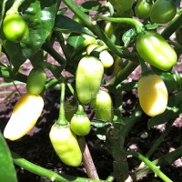 Yucatan White Lightning (Secluded) Chilli Seeds