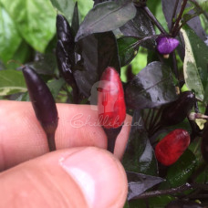 Zimbabwe Black Chilli Seeds