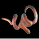 Parasitic Pests