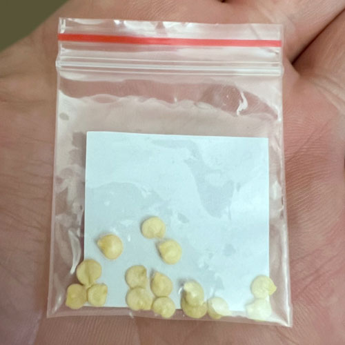 Minimum 10 Chilli Seeds per packet
