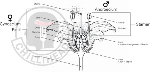 Capsicum Flower Anatomy Diagram
