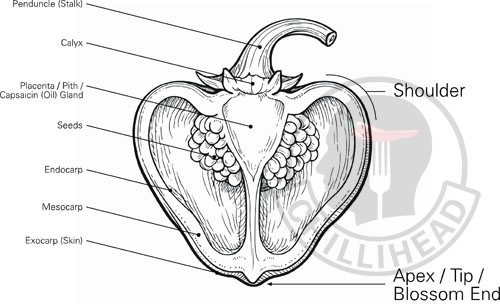 Capsicum Pod Anatomy