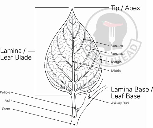 Capsicum Lead Anatomy Illustration