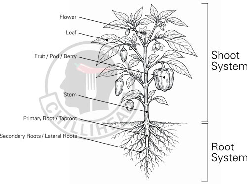 Capsicum Plant Anatomy Illustration