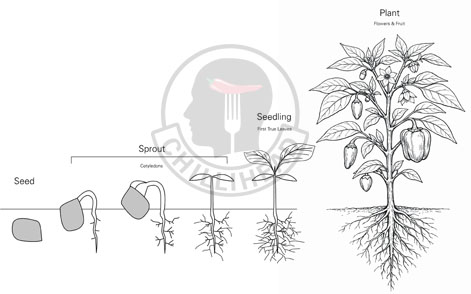 Capsicum Life Cycle Illustration