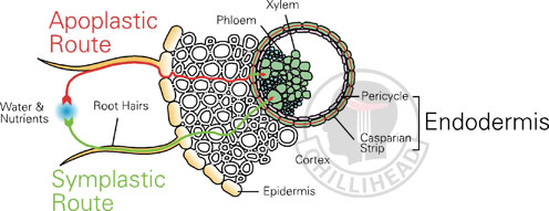 Capsicum Root Anatomy Illustration