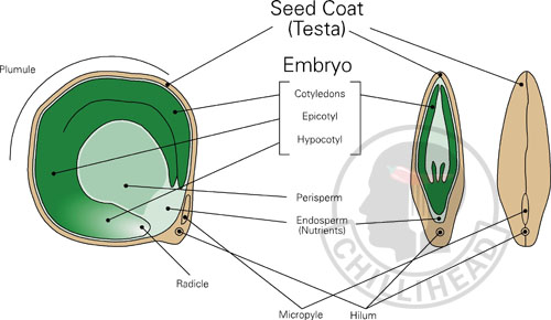 capsicum Seed Anatomy Illustration