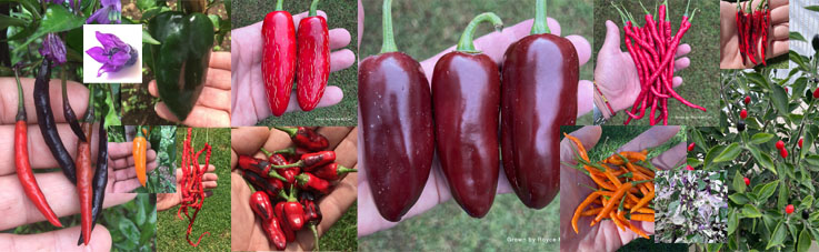 Picture showing array of Capsicum Annuum pictures