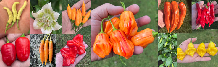 Picture showing array of Capsicum Baccatum pictures