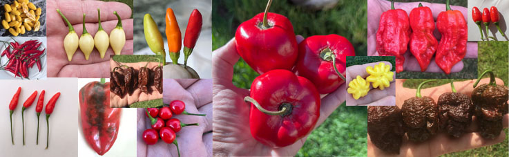 Picture showing array of Capsicum Species and cultivar pictures