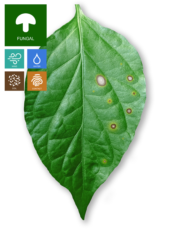 Circospora (Frogeye) Leaf Spot