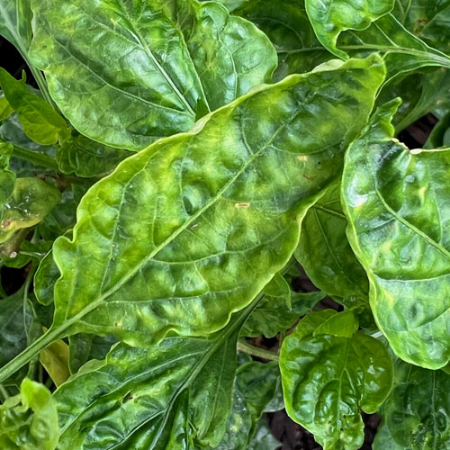 Viral pattern on Chilli Leaf