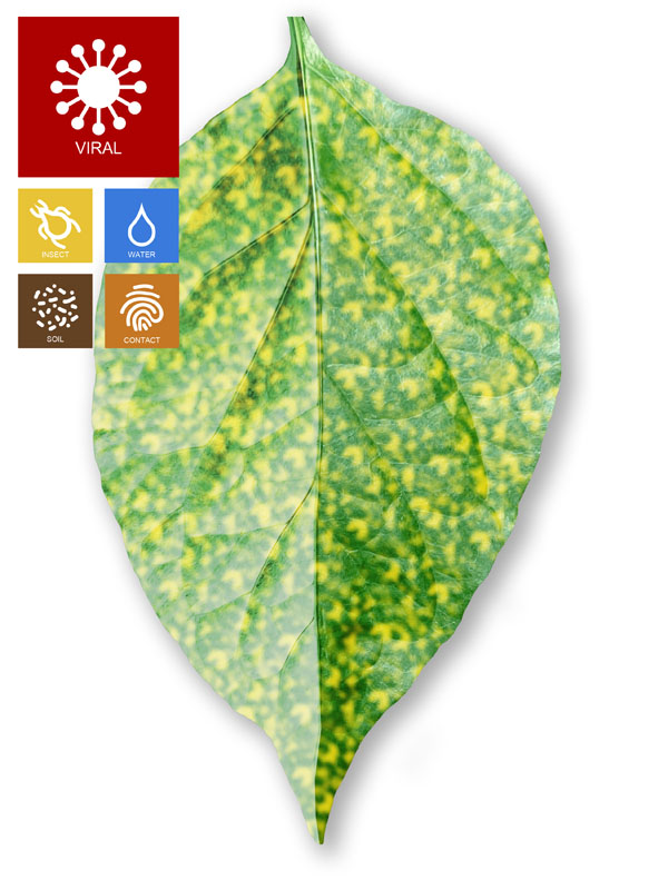 Mosaic virus on chilli lead