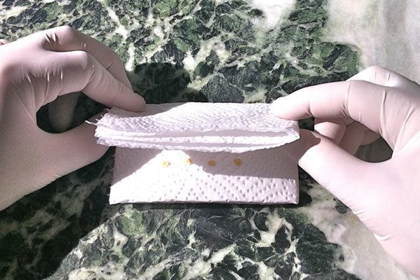 Fold paper towel over enclosed seeds