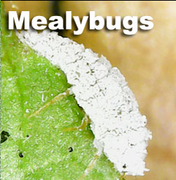 Image of Mealybug