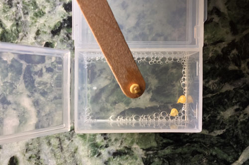 Remove chilli seeds from pre-soak after 24 hrs