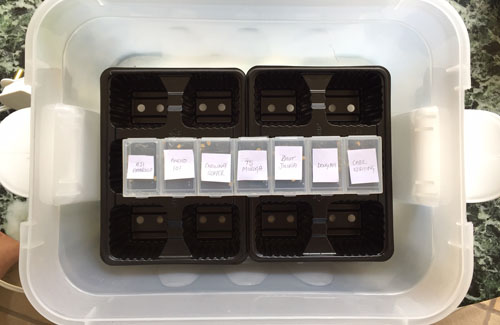 Pre-soaking Chilli Seeds in propagator