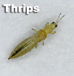 Image of Thrip-s