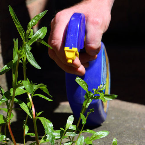 Weed Killer 