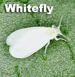 Image of White-fly